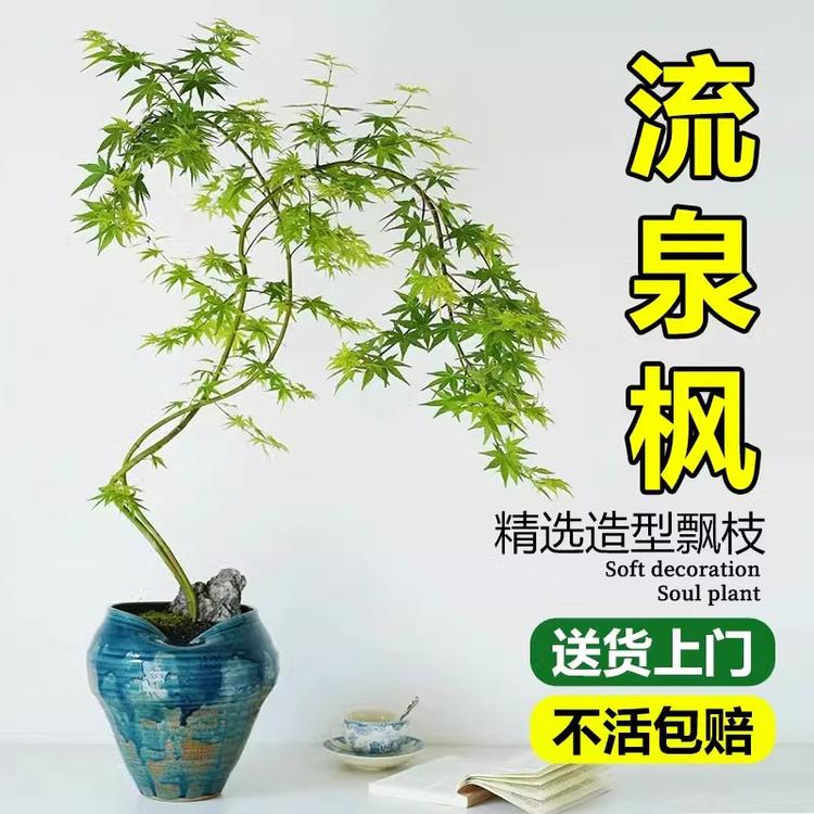 青山绿水园林绿植供应链