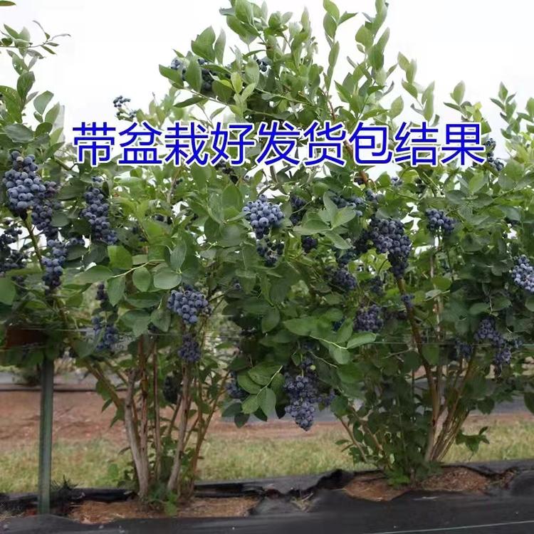 铭心仁利果树苗木专卖店