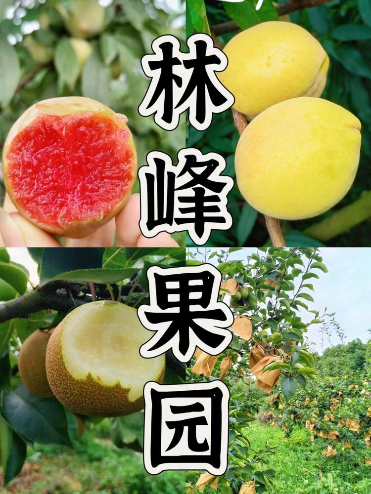 林峰种植园