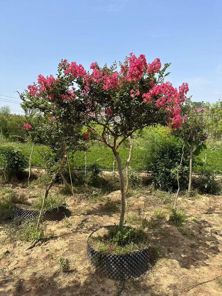 韩韩园林花卉