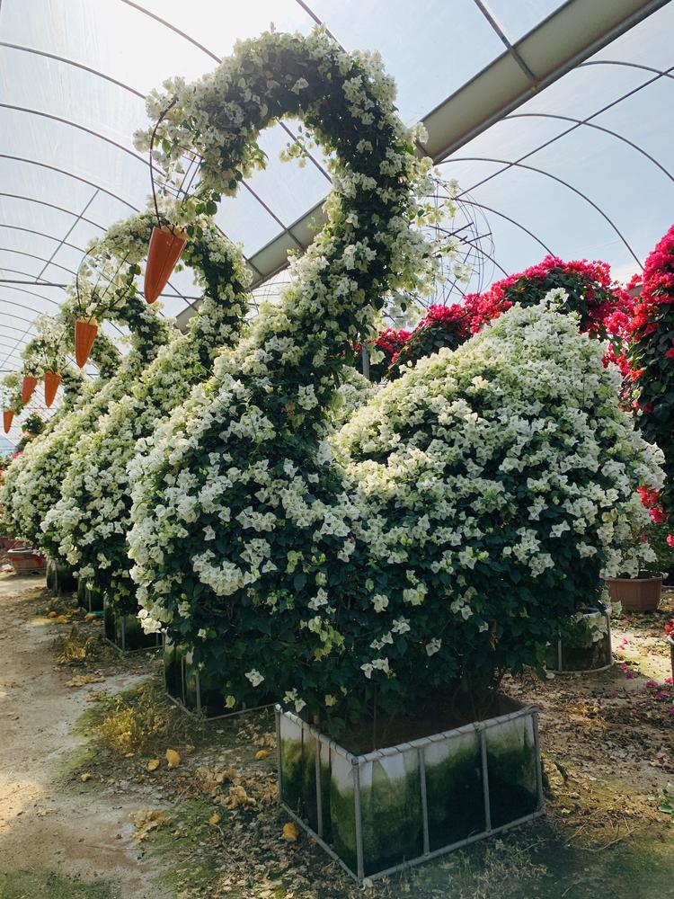 华蓉花卉园艺店个体店