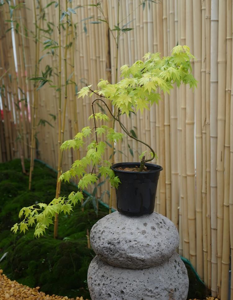 美植枫叶园