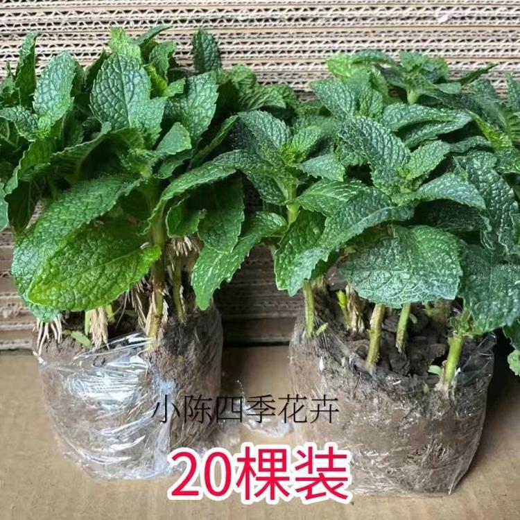 春满园苗圃