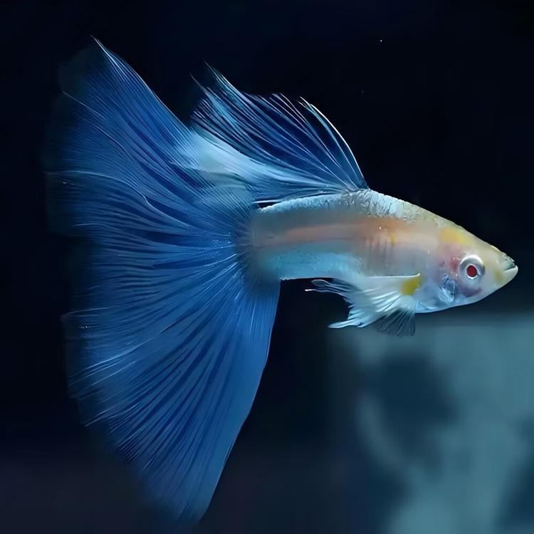 家养蓝白飞船孔雀鱼