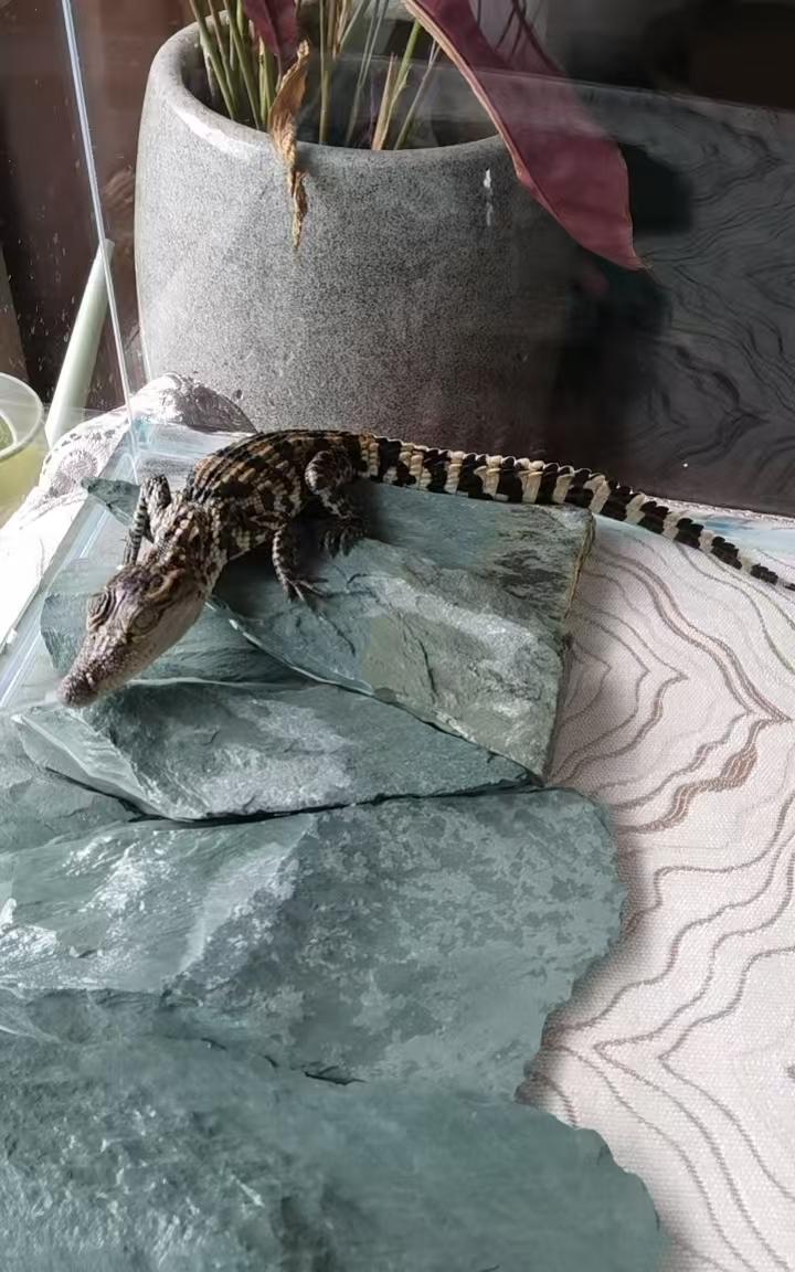 一家温馨宠物店