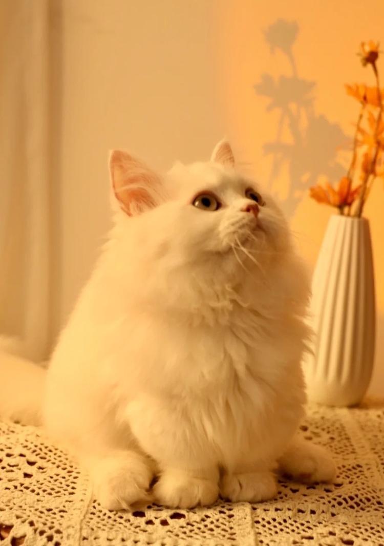 肥猫秋秋宠物服务