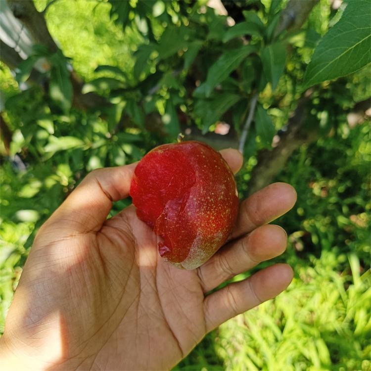 ANU泽雨果树苗木专卖店