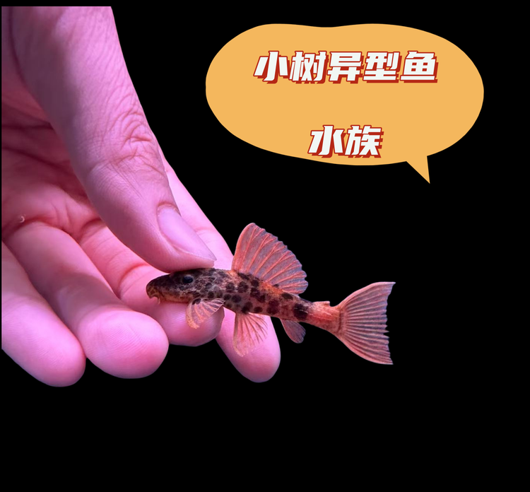 小树异型鱼水族