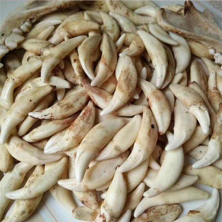 狗牙首饰文玩