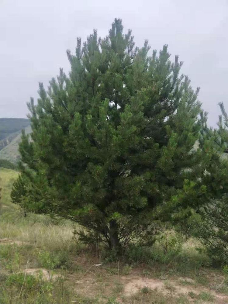 洪洞县苏堡镇董寺村绿地苗木种植场的小店
