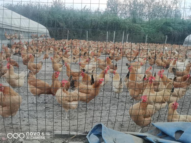 沭阳县刘利元养殖场的小店